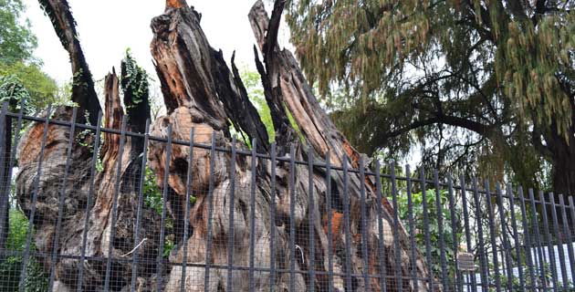 Árbol de la Noche Triste